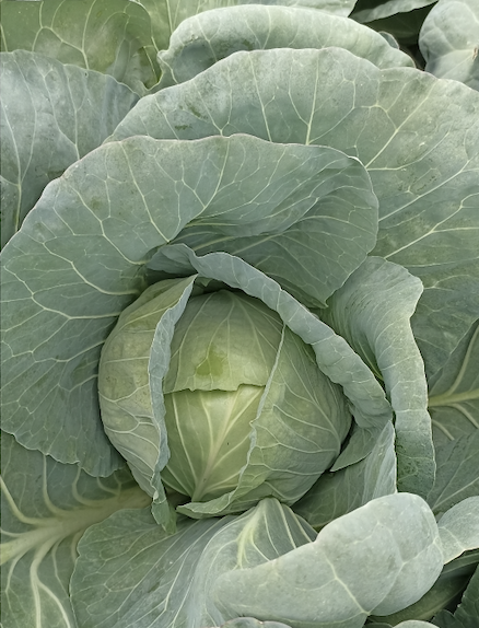 cabbage